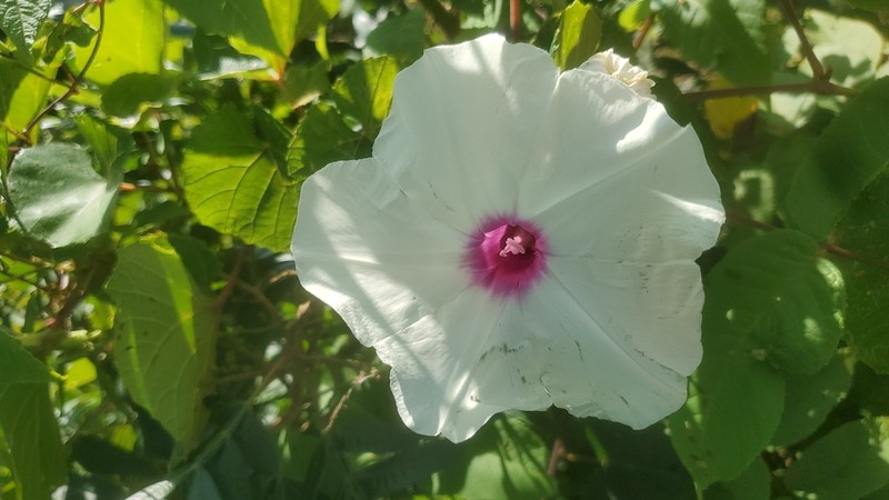 Man Of The Earth photo 5