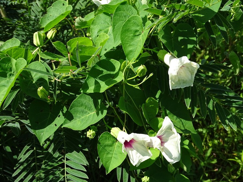 Man Of The Earth photo 6