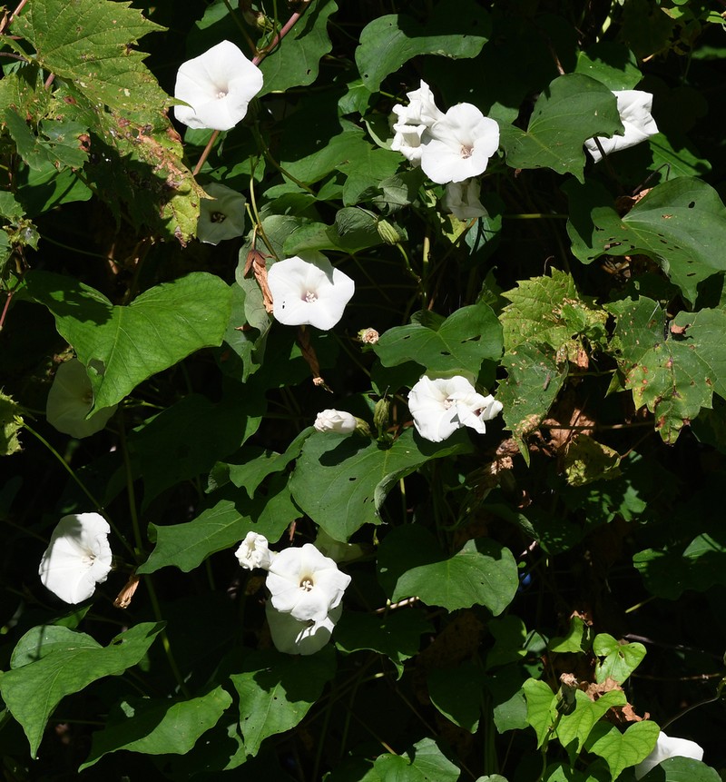 Man Of The Earth photo 7