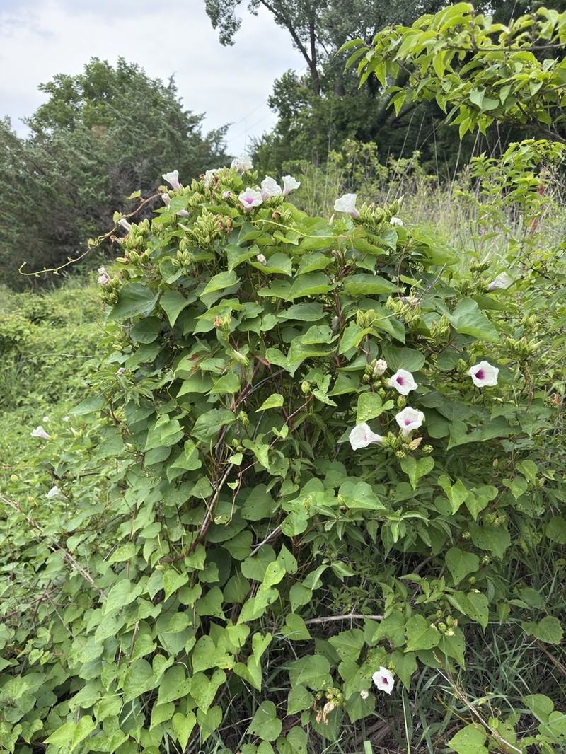 Man Of The Earth photo 8