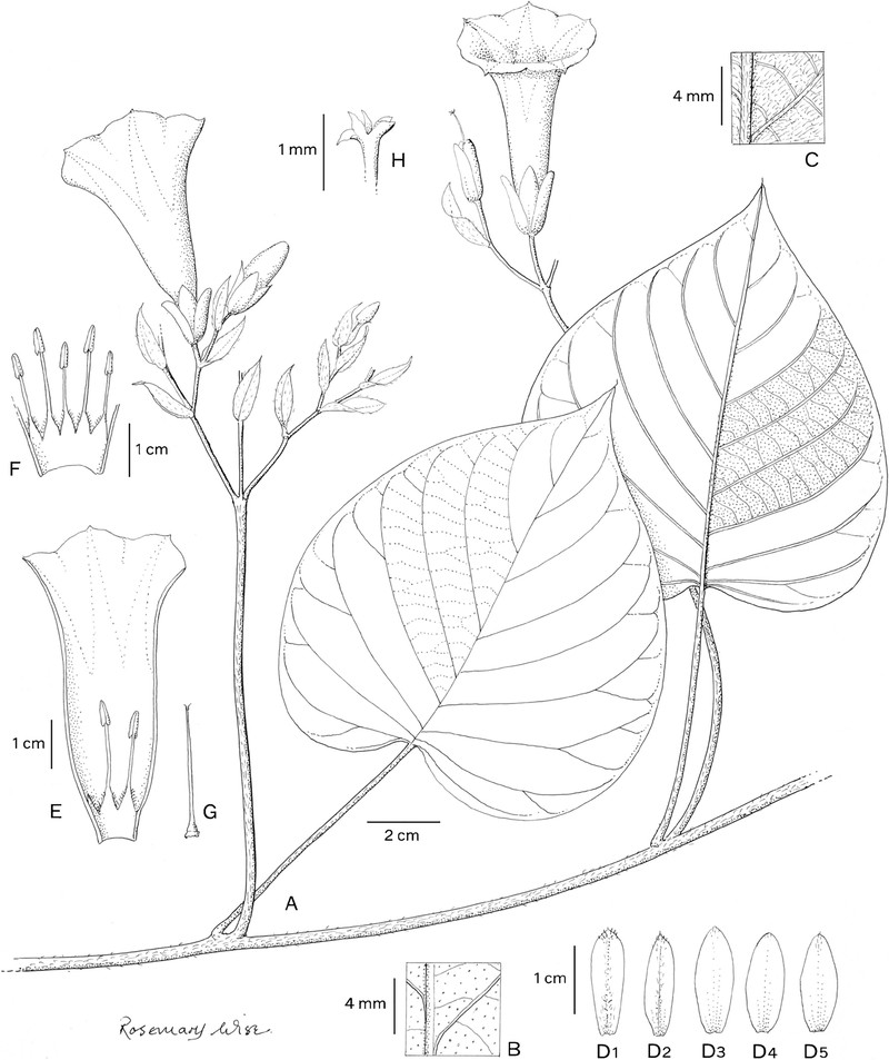 Ipomoea papyrifera