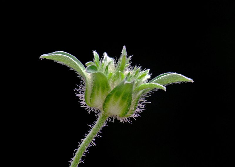 Morningglory