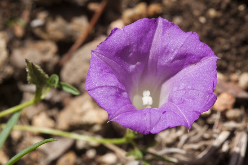 Huachuca Mountain Morning-Glory photo 2