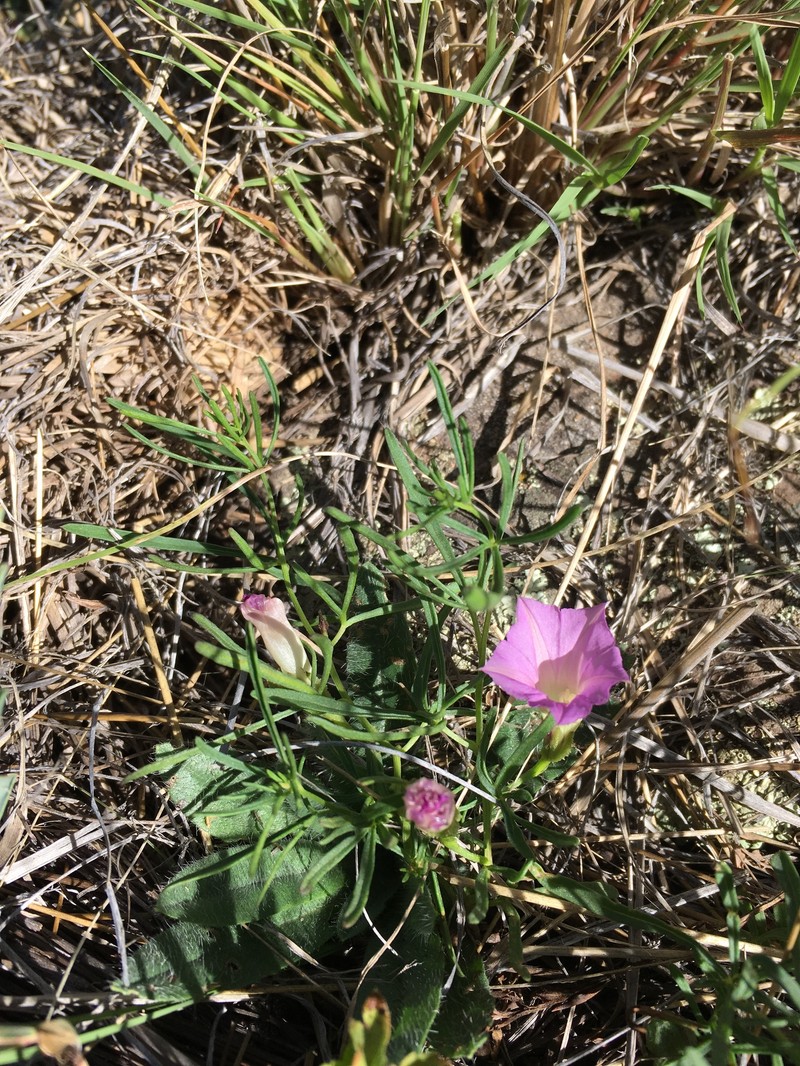 Huachuca Mountain Morning-Glory