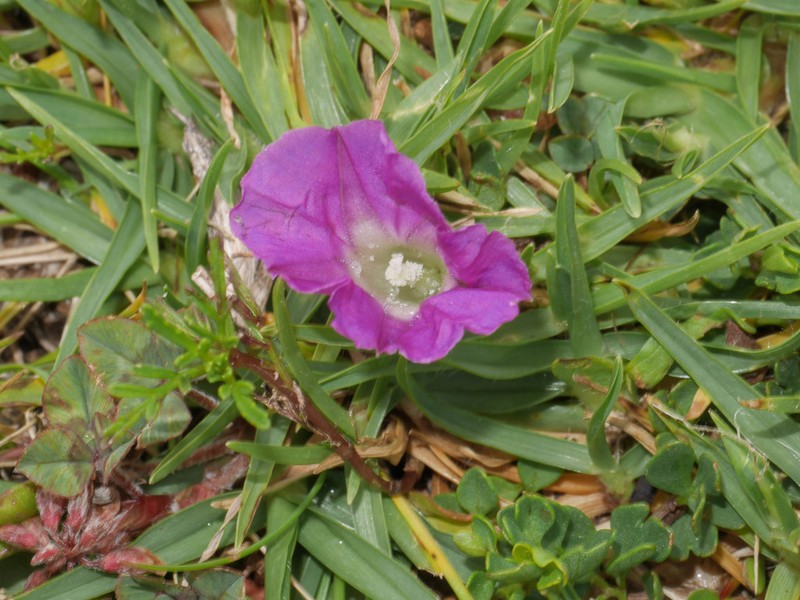 Huachuca Mountain Morning-Glory
