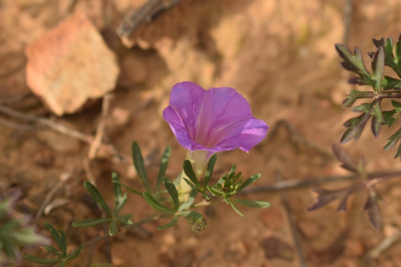 Huachuca Mountain Morning-Glory photo 2