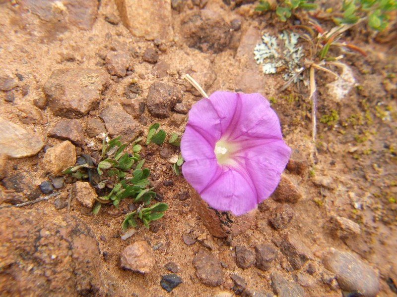 Huachuca Mountain Morning-Glory photo 3