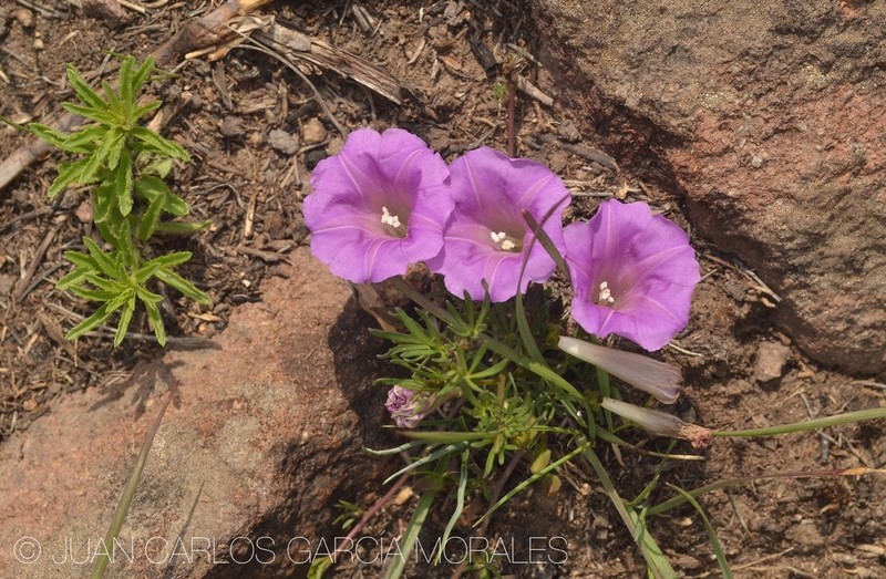 Huachuca Mountain Morning-Glory photo 4