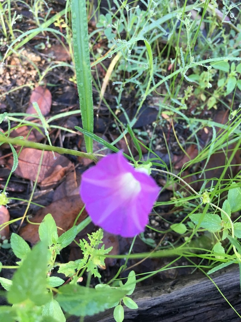 Huachuca Mountain Morning-Glory photo 5