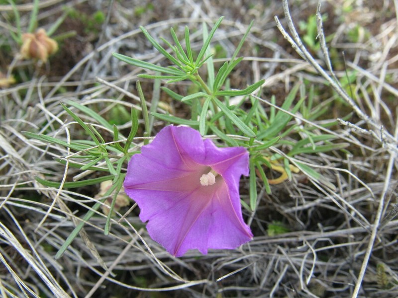 Huachuca Mountain Morning-Glory photo 6