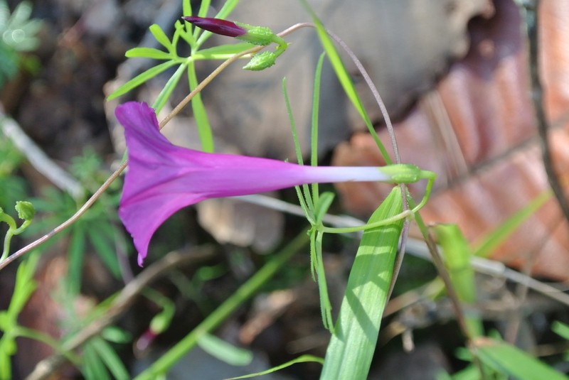 Huachuca Mountain Morning-Glory photo 7