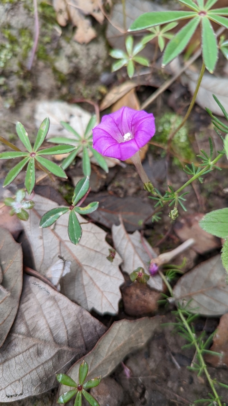 Huachuca Mountain Morning-Glory photo 8