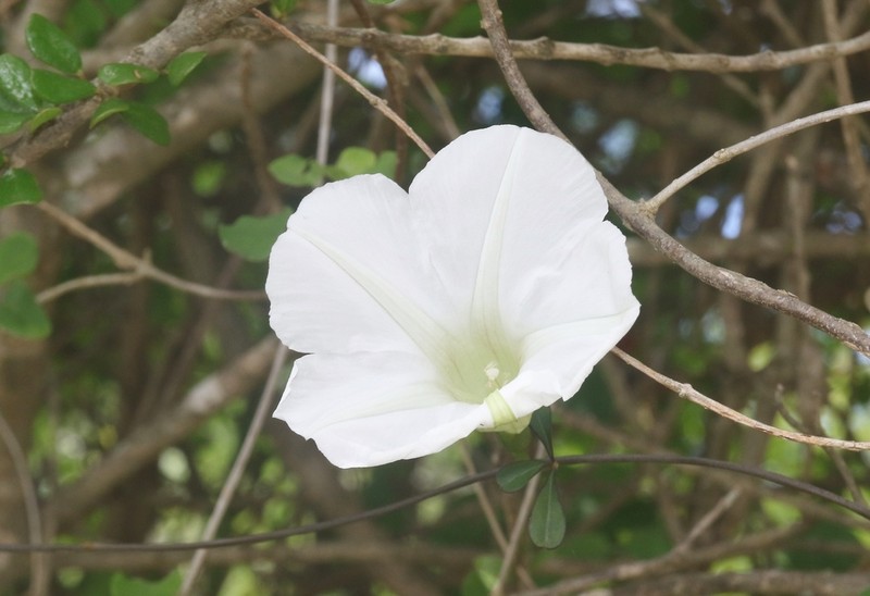 Ipomoea porphyrea