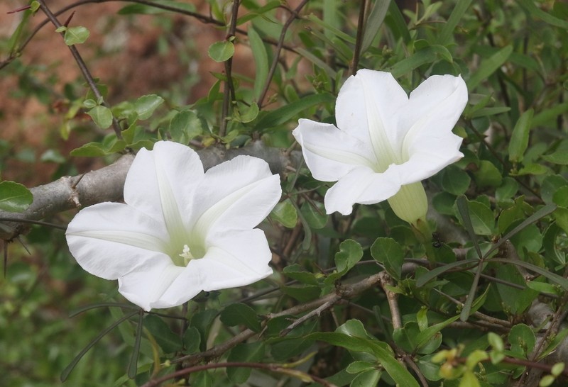 Ipomoea porphyrea photo 2