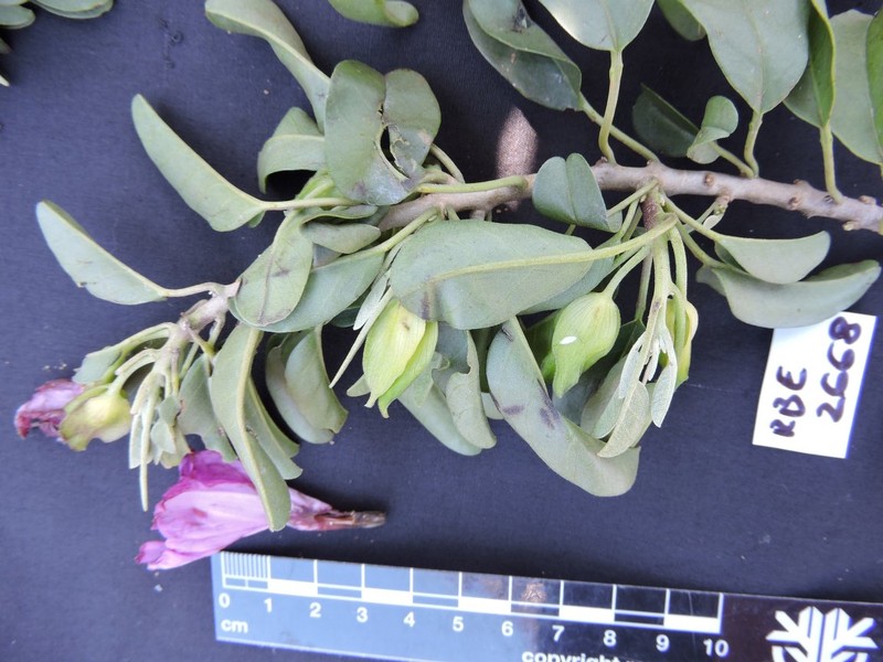 Ipomoea porphyrea photo 3