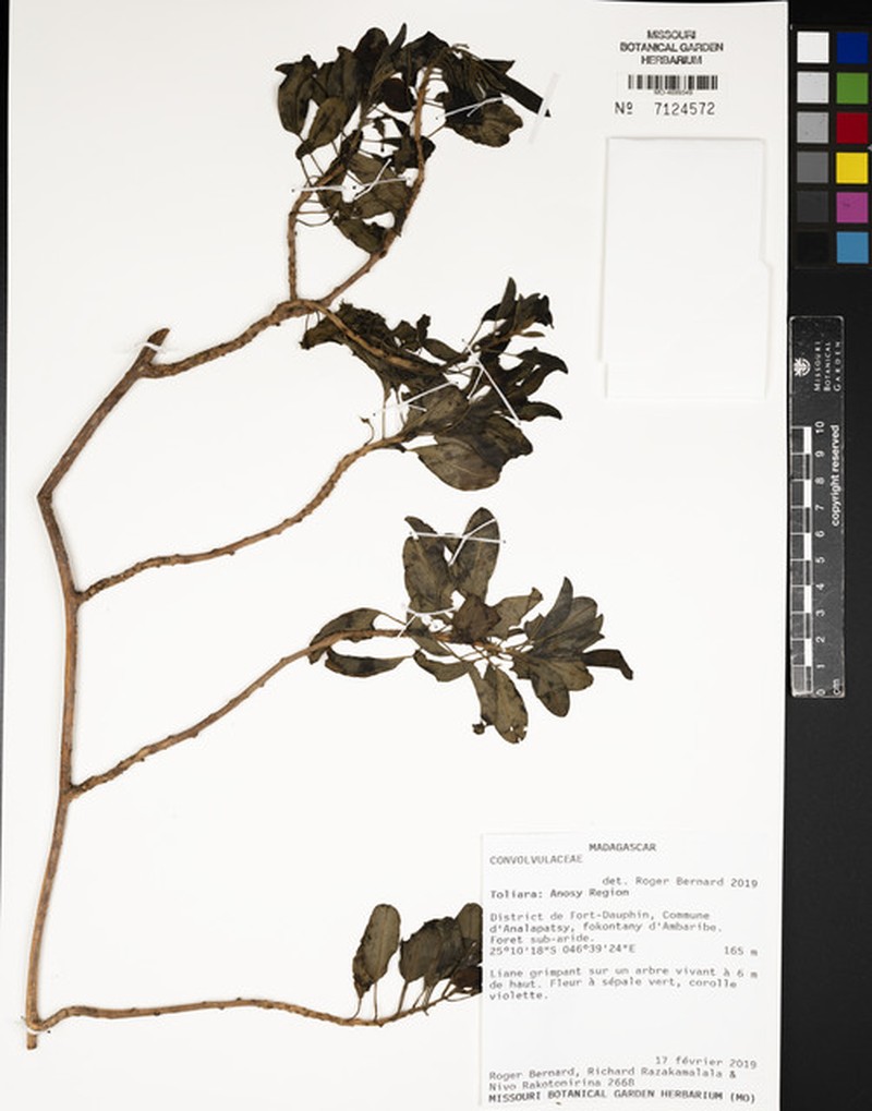 Ipomoea porphyrea photo 4