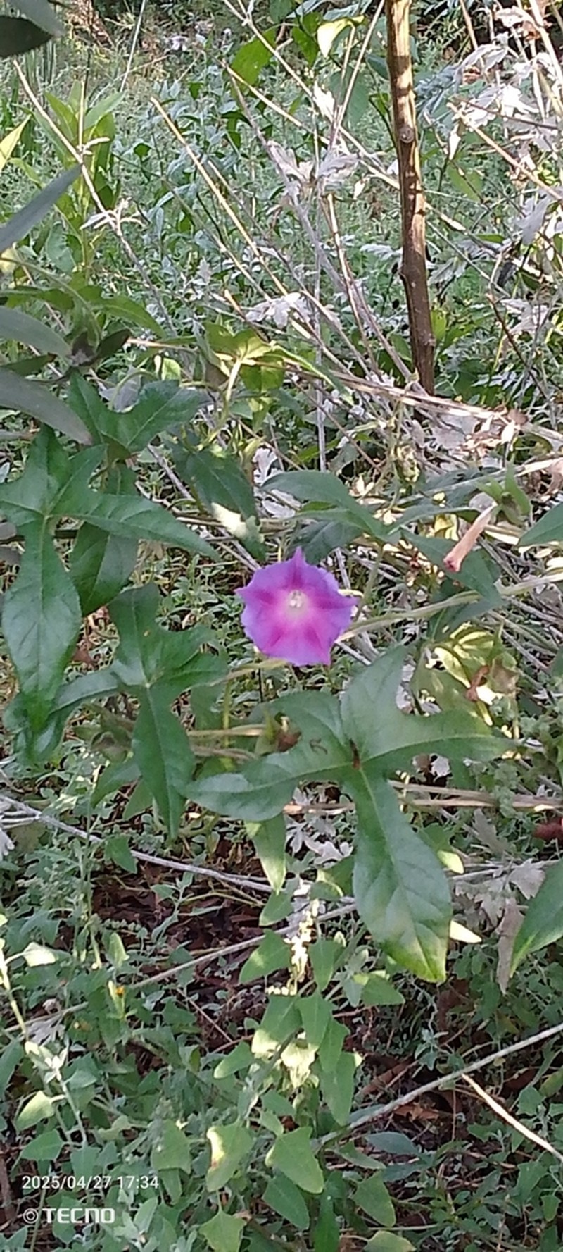 Silky Morning-Glory