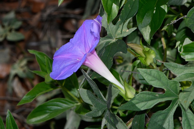 Silky Morning-Glory photo 3