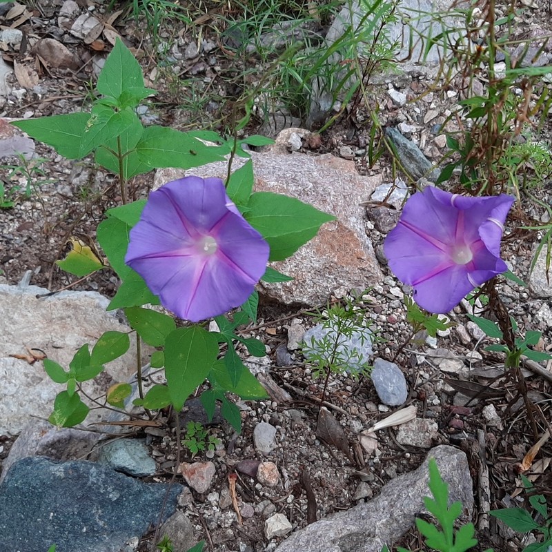 Silky Morning-Glory photo 5