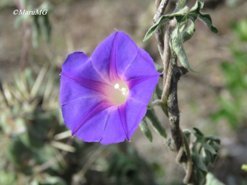 Silky Morning-Glory photo 7
