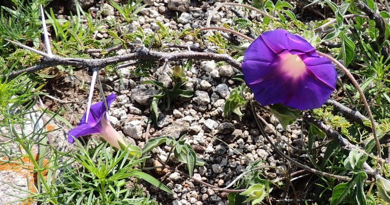 Silky Morning-Glory photo 8