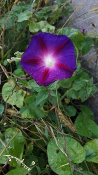 Tall Morning-Glory
