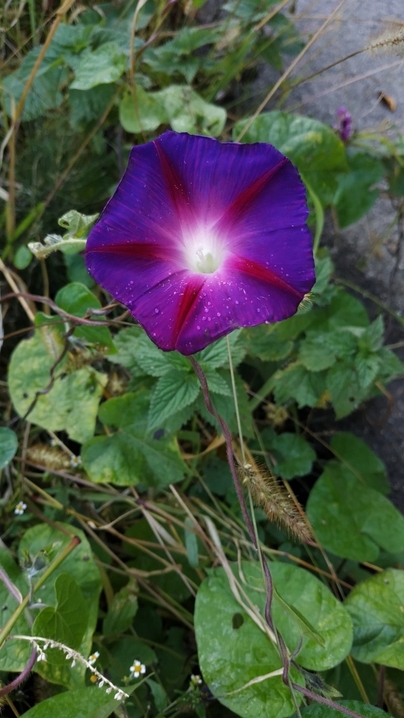 Tall Morning-Glory