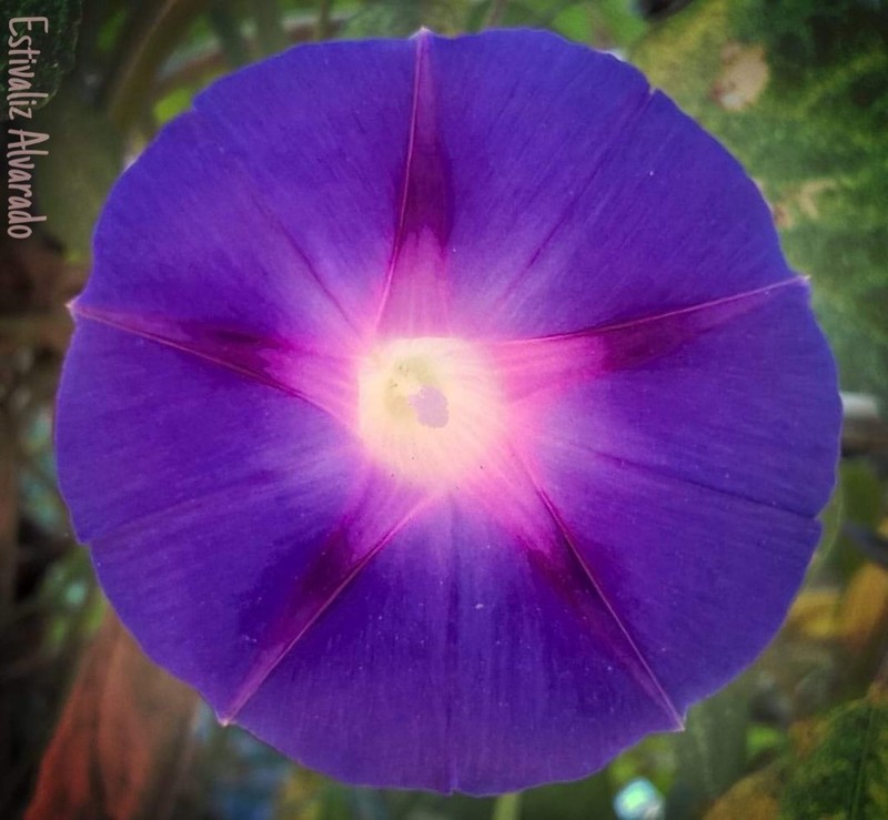 Tall Morning-Glory photo 2