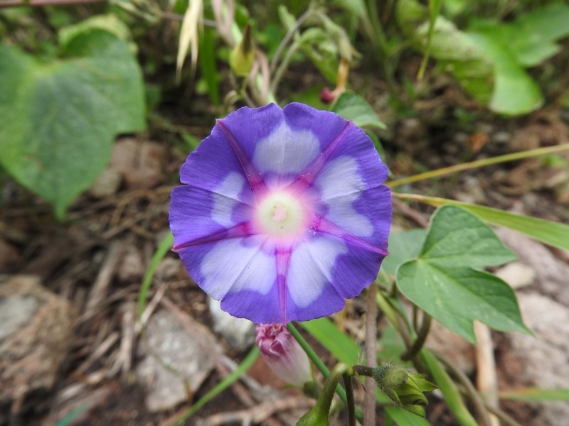 Tall Morning-Glory photo 3