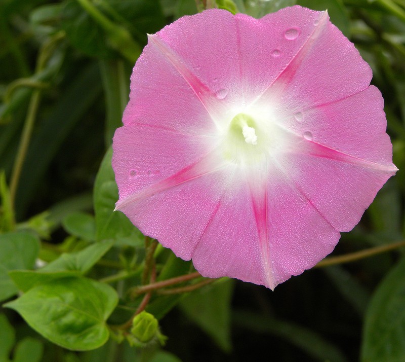 Tall Morning-Glory photo 4