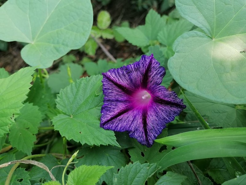 Tall Morning-Glory photo 5