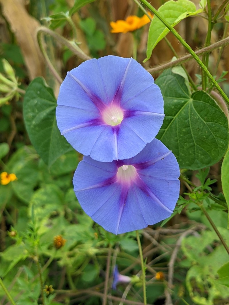Tall Morning-Glory photo 6