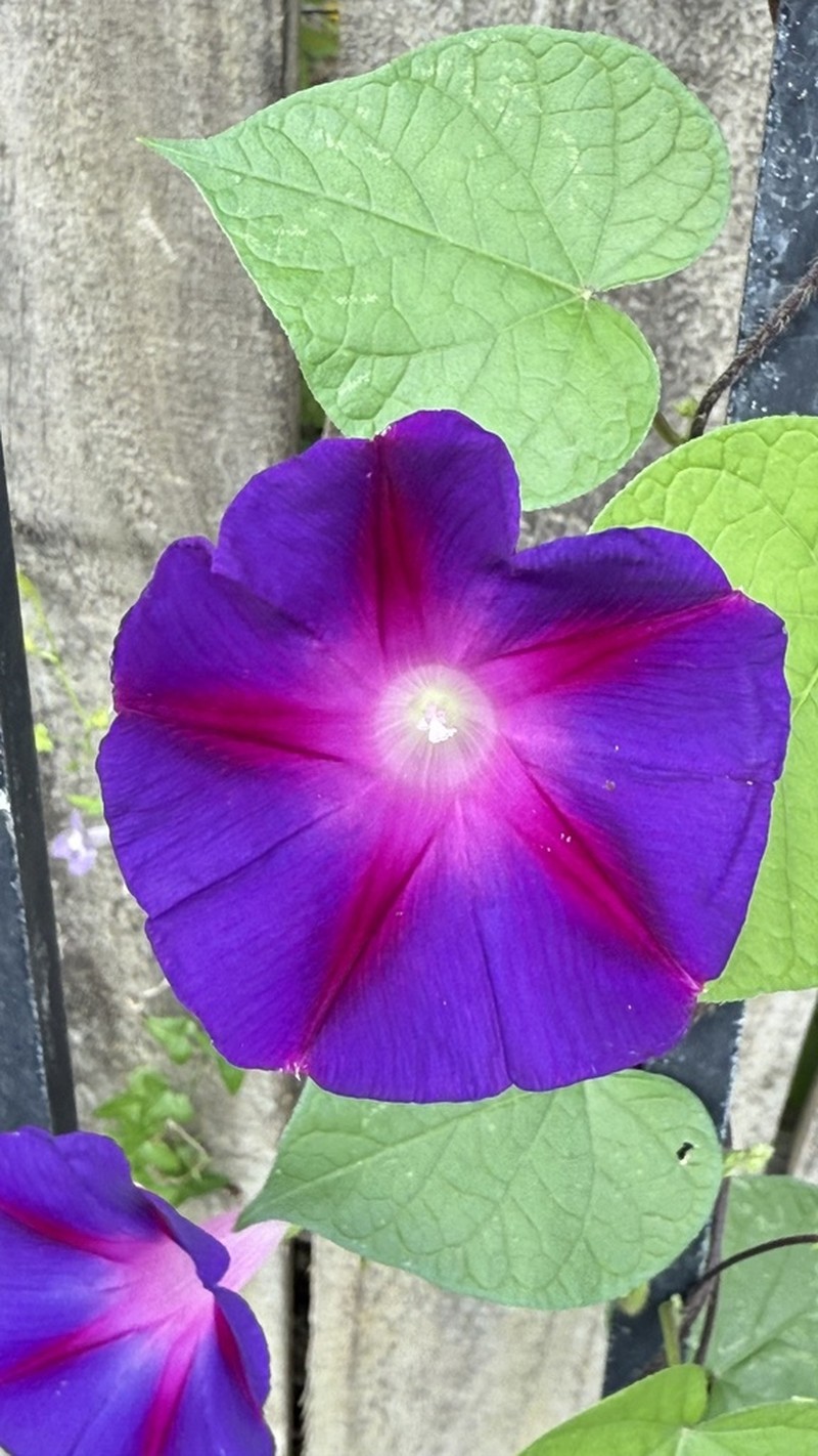 Tall Morning-Glory photo 7