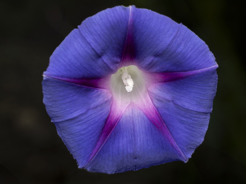 Tall Morning-Glory photo 8