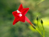 Cypressvine