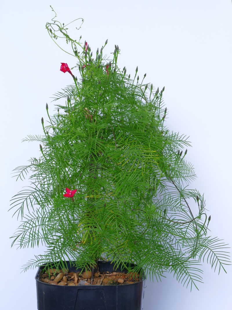 Cypressvine photo 2