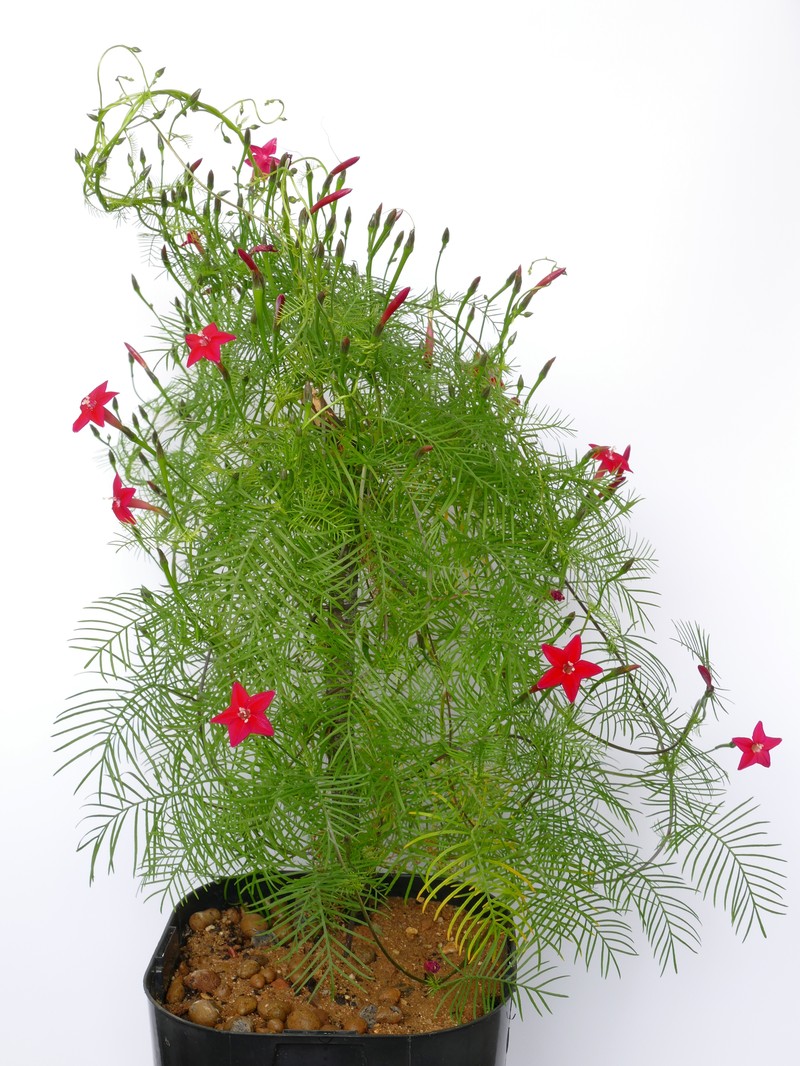Cypressvine photo 3