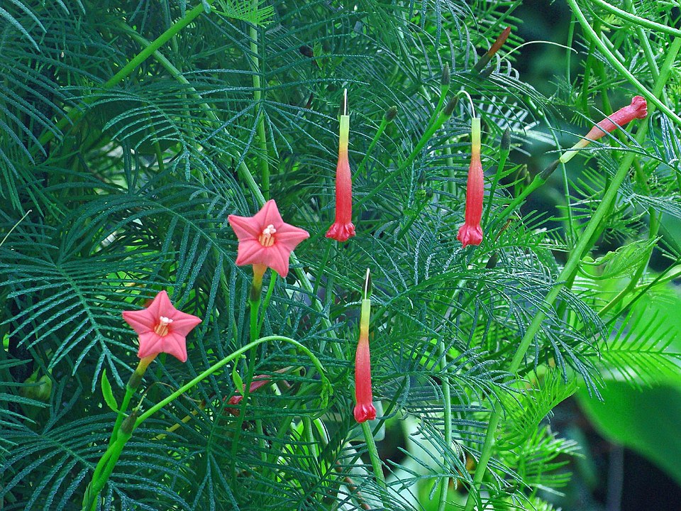 Cypressvine photo 4