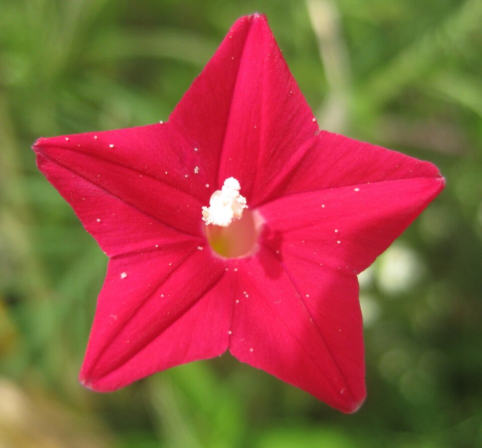 Cypressvine photo 6