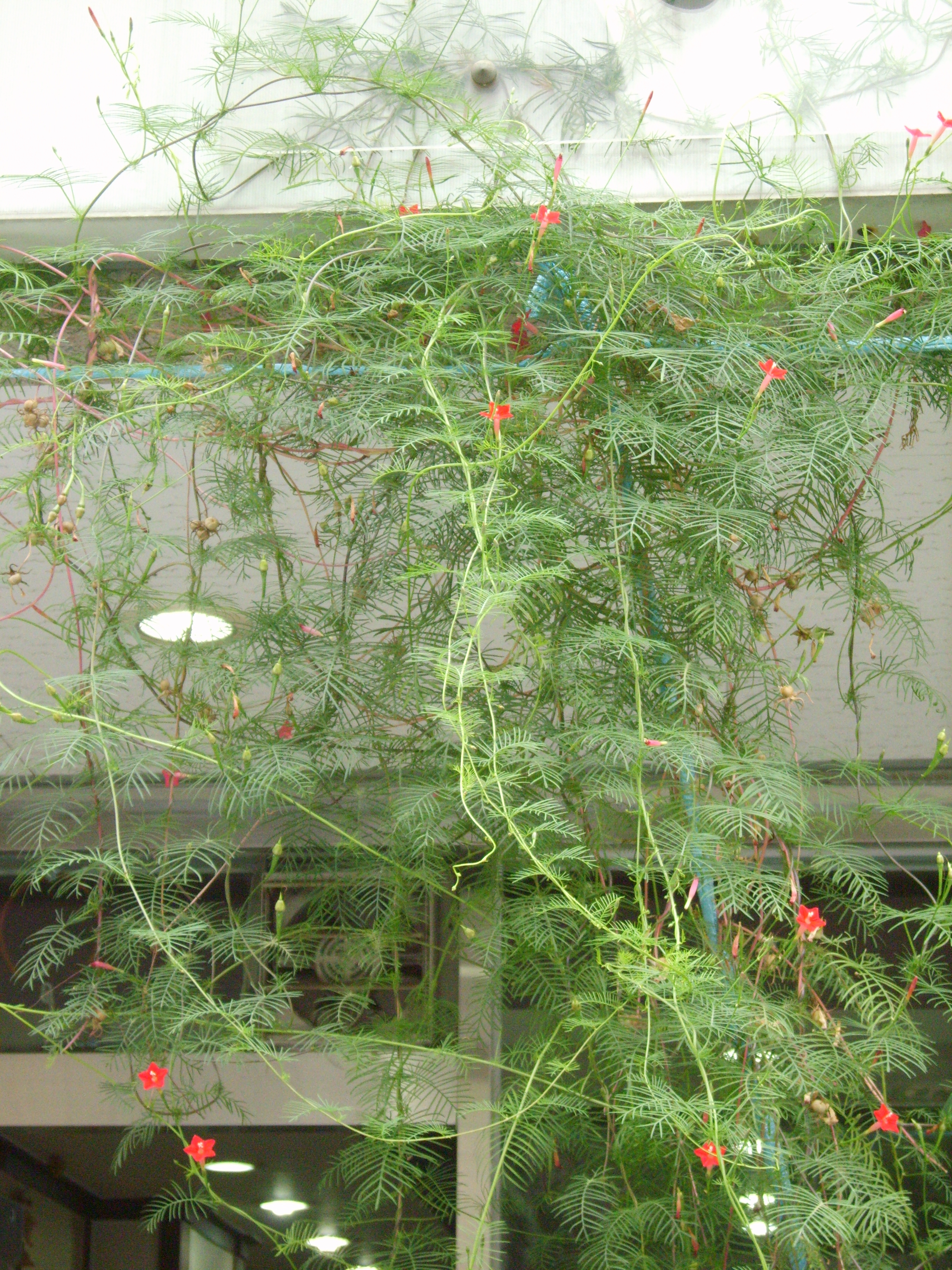 Cypressvine photo 7