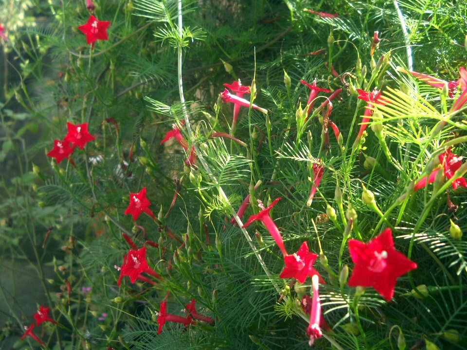 Cypressvine photo 8