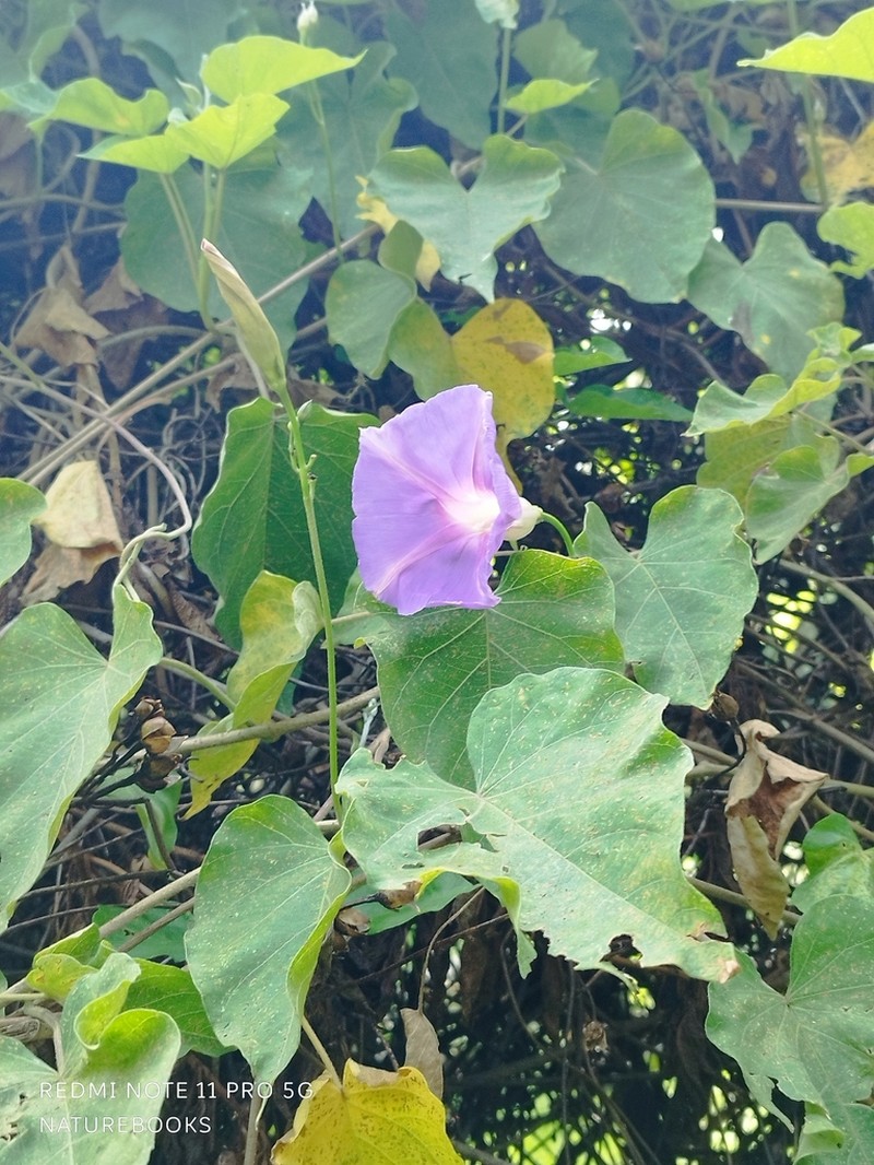 Ipomoea quitensis