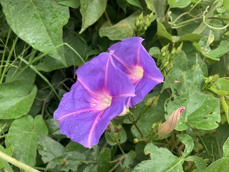 Ipomoea quitensis photo 2