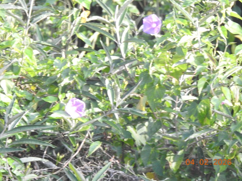 Ipomoea quitensis photo 3