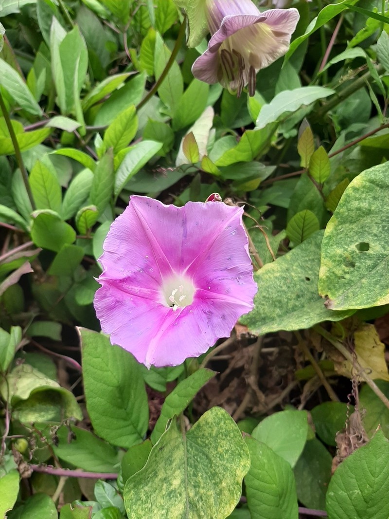 Ipomoea quitensis photo 4