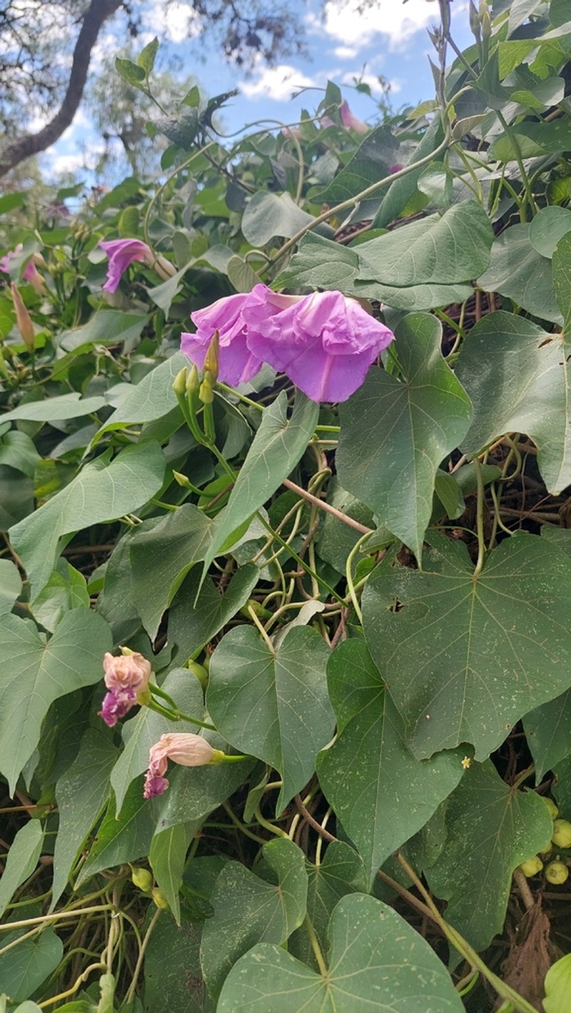 Ipomoea quitensis photo 5