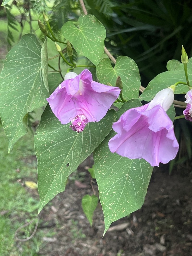Ipomoea quitensis photo 6