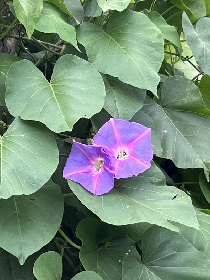 Ipomoea quitensis photo 7