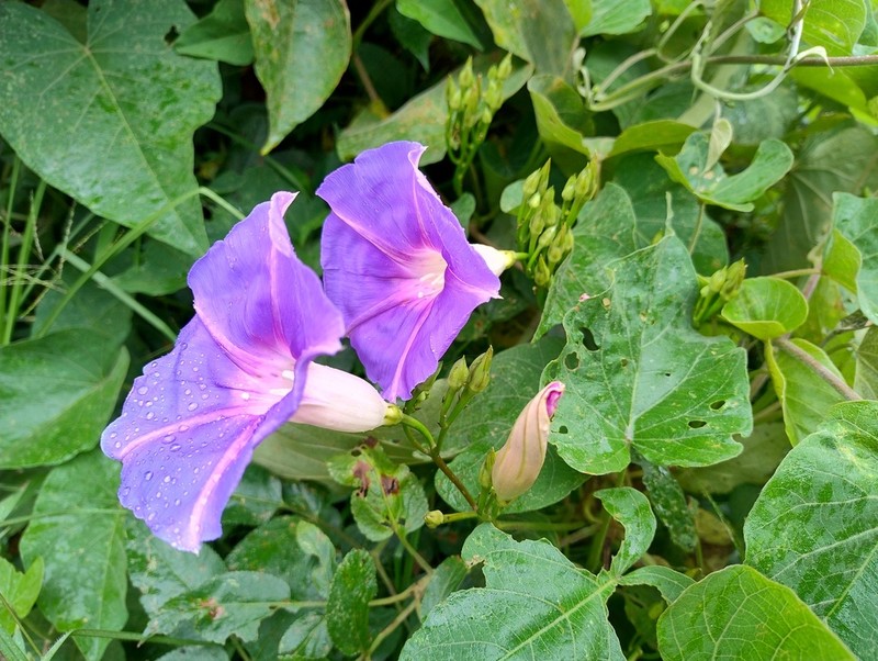 Ipomoea quitensis photo 8