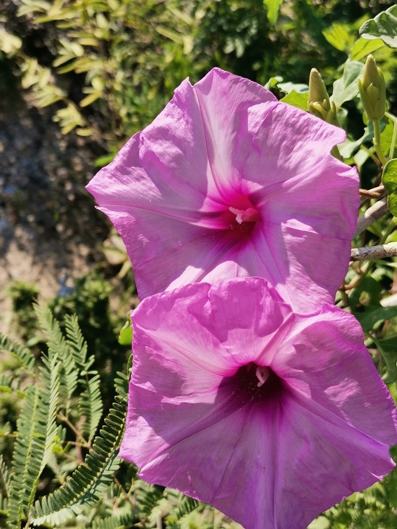 Cliff Morning-Glory photo 2